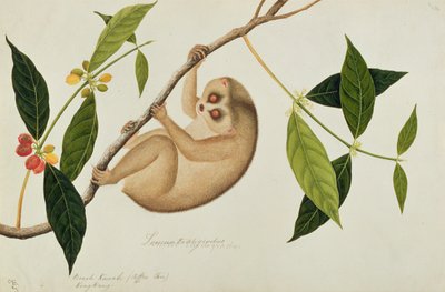 Lemur tardigradus, Booah Kawah (coffee tree) Kong Kang, from Drawings of Animals, Insects and Reptiles from Malacca by Chinese School